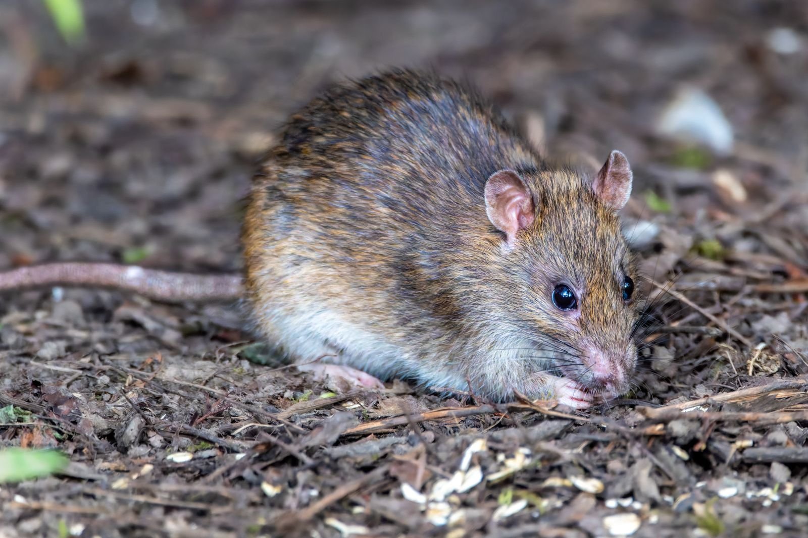 A wild brown rat foraging on the ground